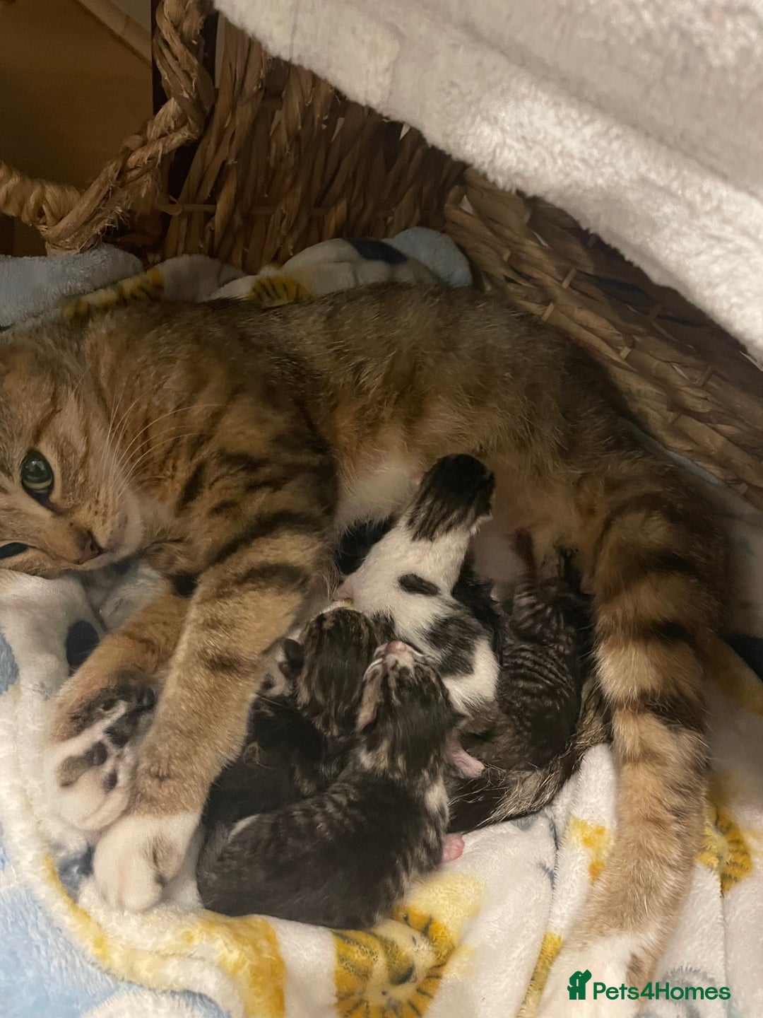 Mixed Breed cats for sale: 3 male 1 female ready now  - Image 6