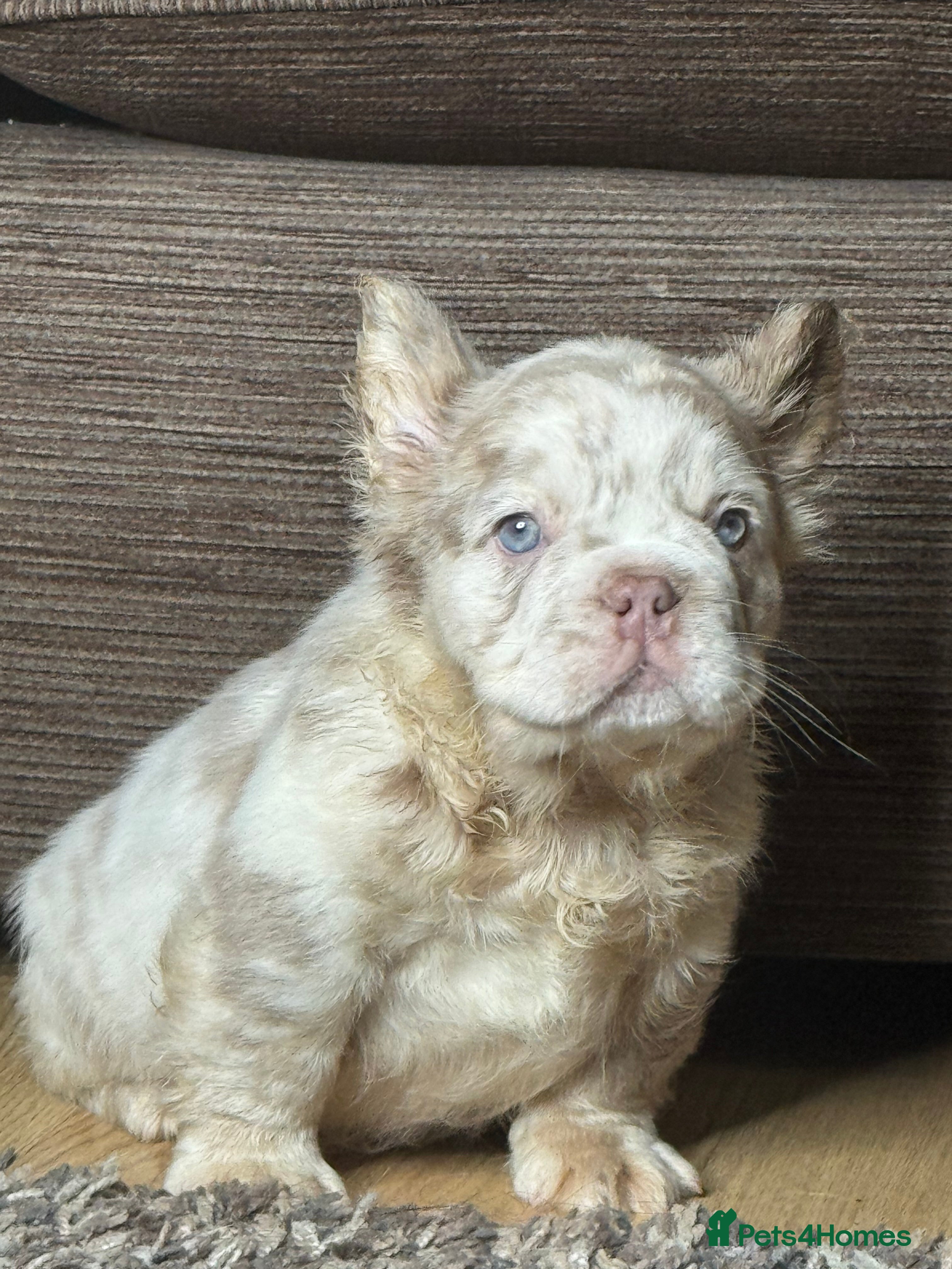 French Bulldog dogs Last 2 Unique French bulldog pups - Advert 8