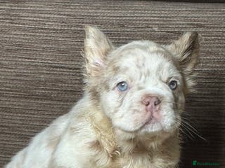 French Bulldog dogs Last 2 Unique French bulldog pups - Advert 8