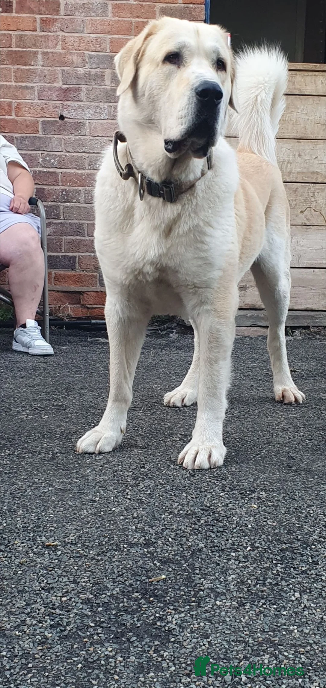 Central Asian Shepherd dogs for sale: Last 1 Pure breed Central asian shepherds alabai) - Advert 2
