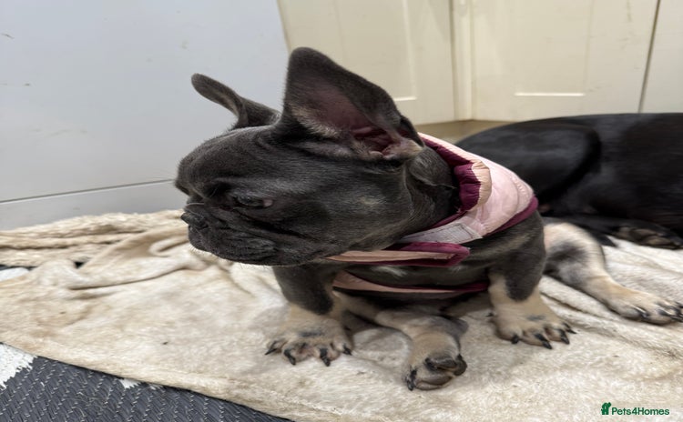 French Bulldog dogs - Advert 7