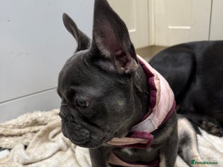 French Bulldog dogs - Advert 32