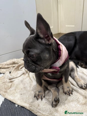 French Bulldog dogs - Advert 1