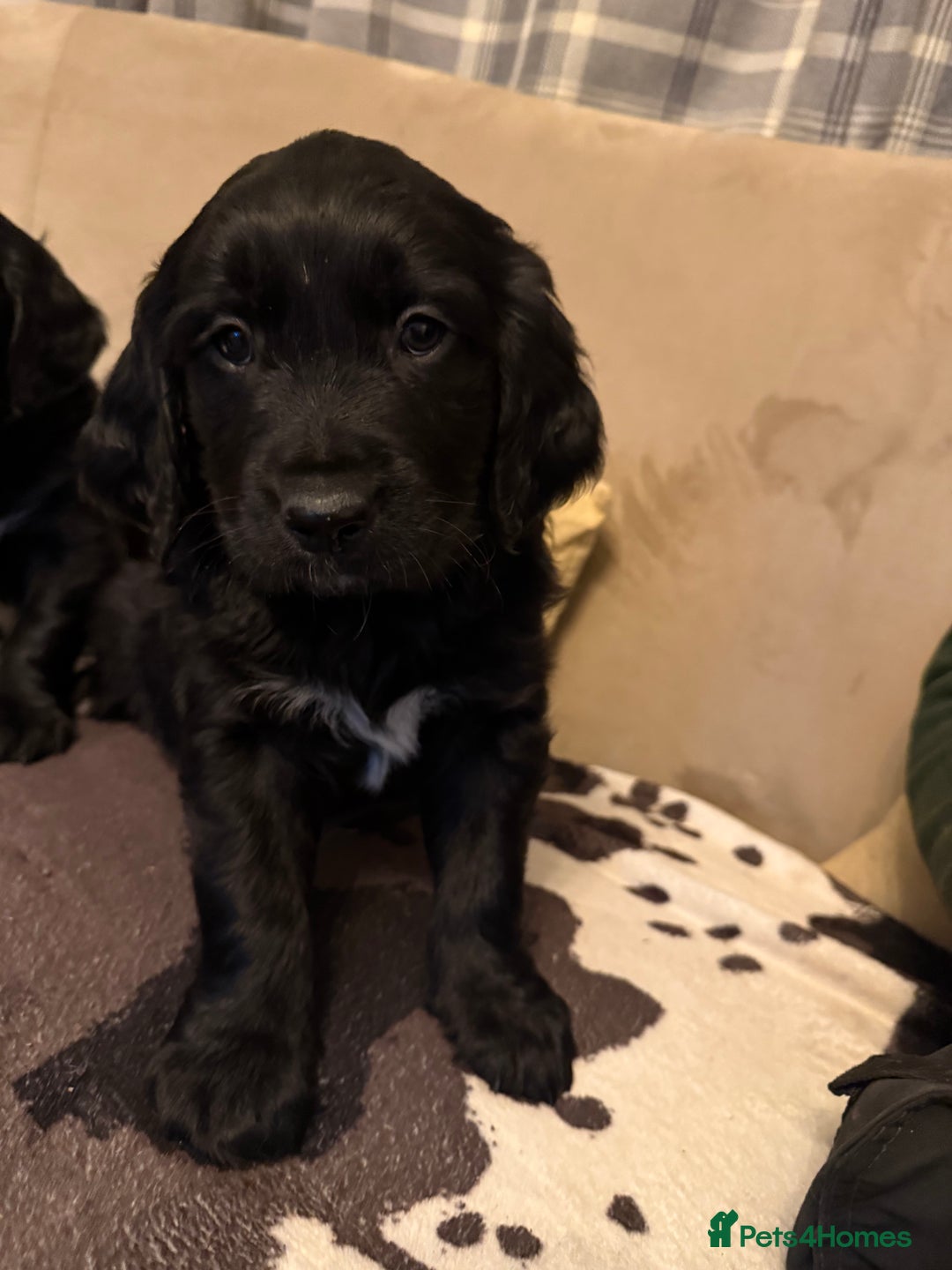 Mixed Breed dogs for sale: Golden Retriever cross Sprollies - Advert 7