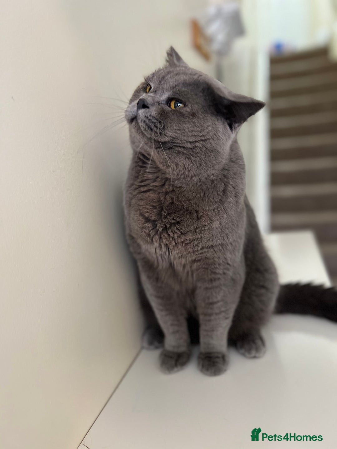 British Shorthair cats for stud: Meet Leo, Active Registered GCCF BHS Stud in Clitheroe - Advert 6