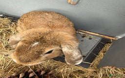 French Lop rabbits for sale: Mini lops male - Image 4