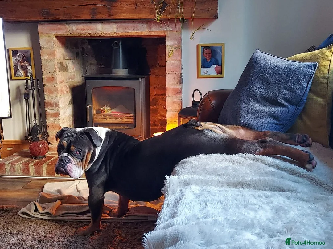 Old Tyme Bulldog dogs for sale: Free to good home - Advert 2