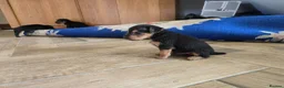 Patterdale Terrier dogs for sale: Fantastic Patterdale terrier pups D&D  - Advert 3