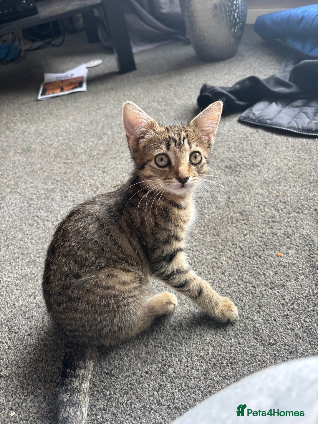 Domestic Shorthair cats for sale: £30 barty - Image 2