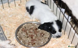 Cocker Spaniel dogs for sale: Working cocker spaniel  - Advert 8