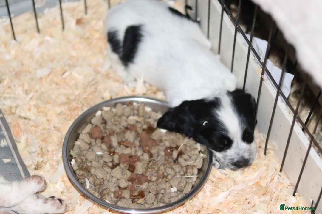 Cocker Spaniel dogs for sale: Working cocker spaniel  - Advert 8