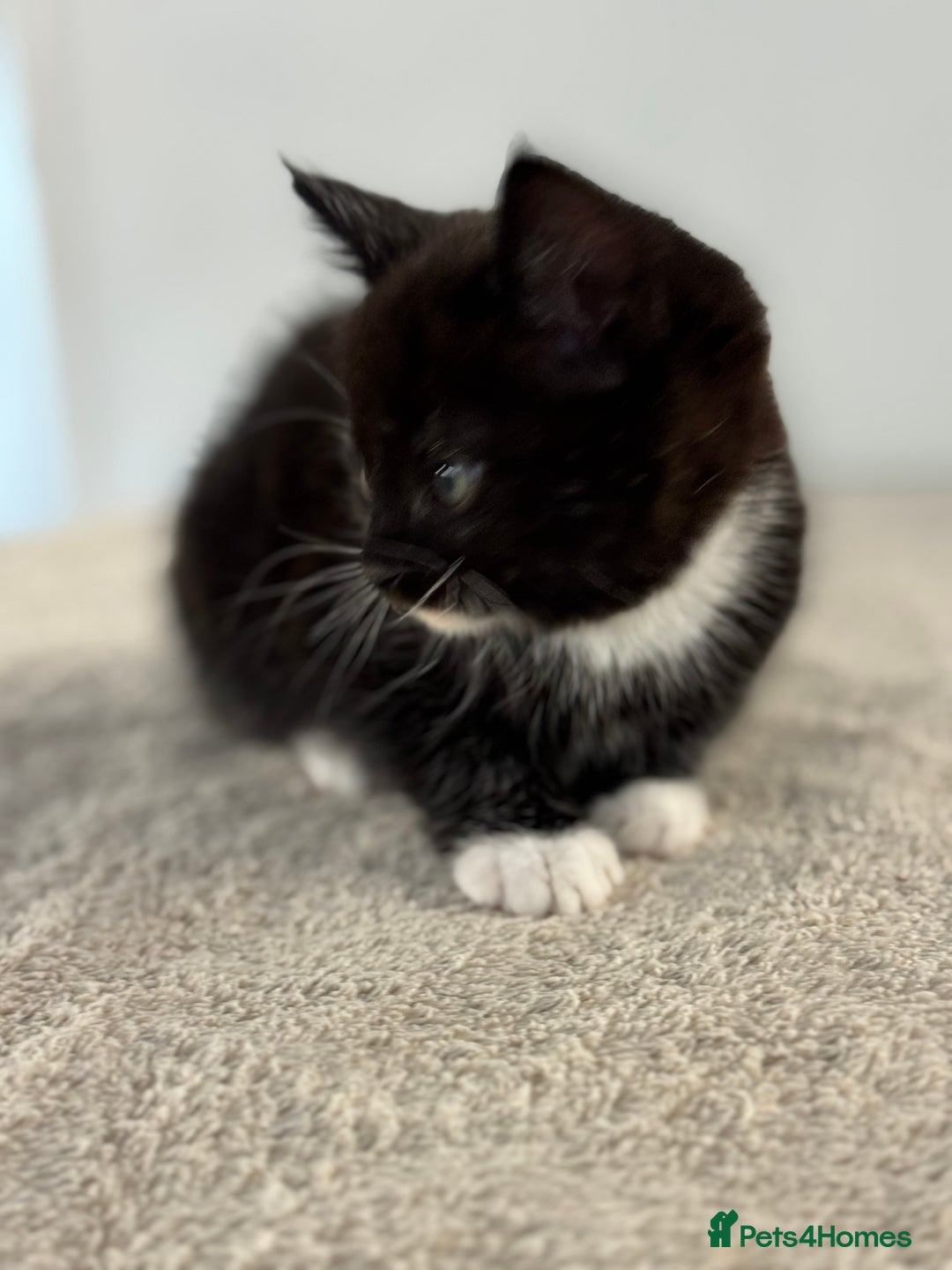 Ragdoll cats for sale: RAGDOLL MIX KITTENS FOR SALE - Image 4