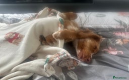 Cockapoo dogs for sale: 1 year Male cockapoo needing loving home  - Image 3