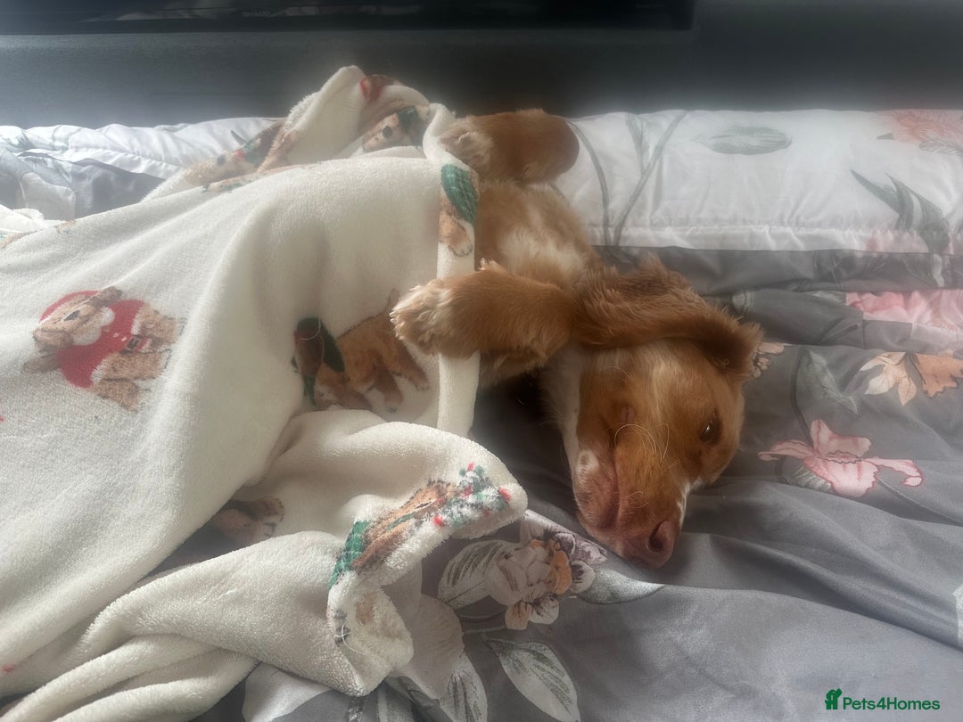 Cockapoo dogs for sale: 1 year Male cockapoo needing loving home  - Image 3