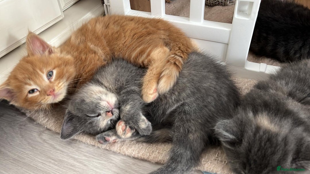 Mixed Breed cats for sale: Mix persian kittens - Image 19