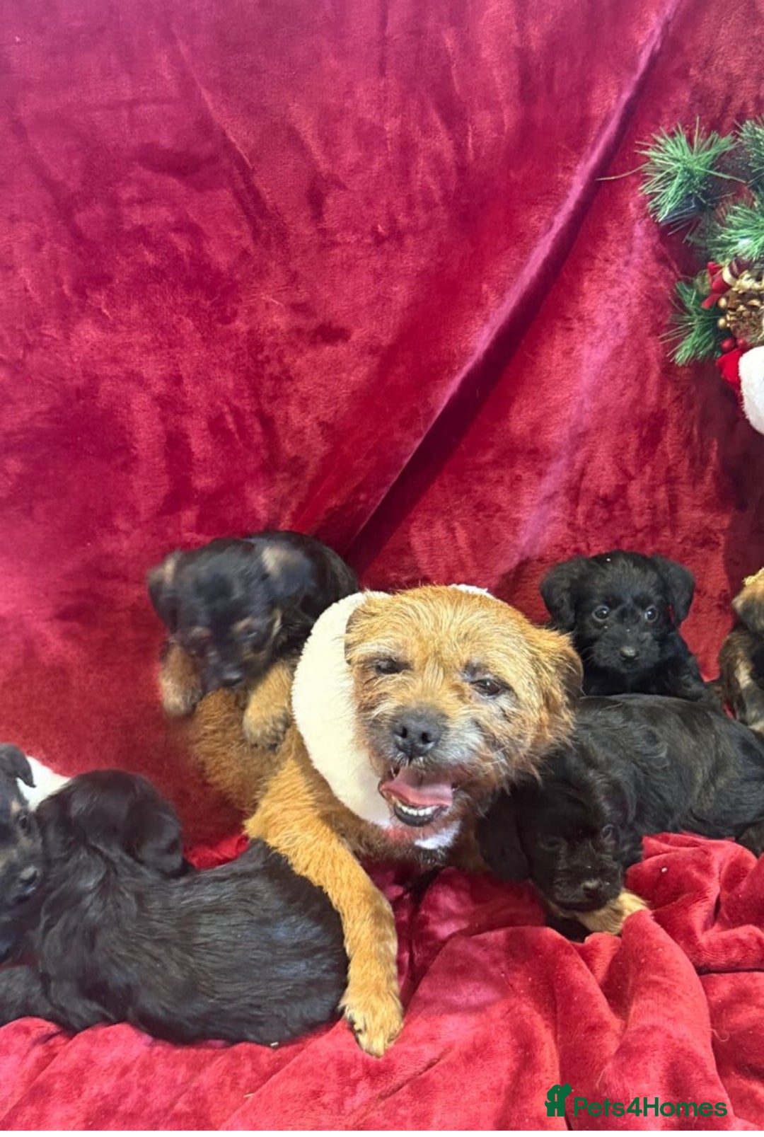 Mixed Breed dogs for sale: Unique Border Terrier X Mini Poodle Puppies! - Advert 4