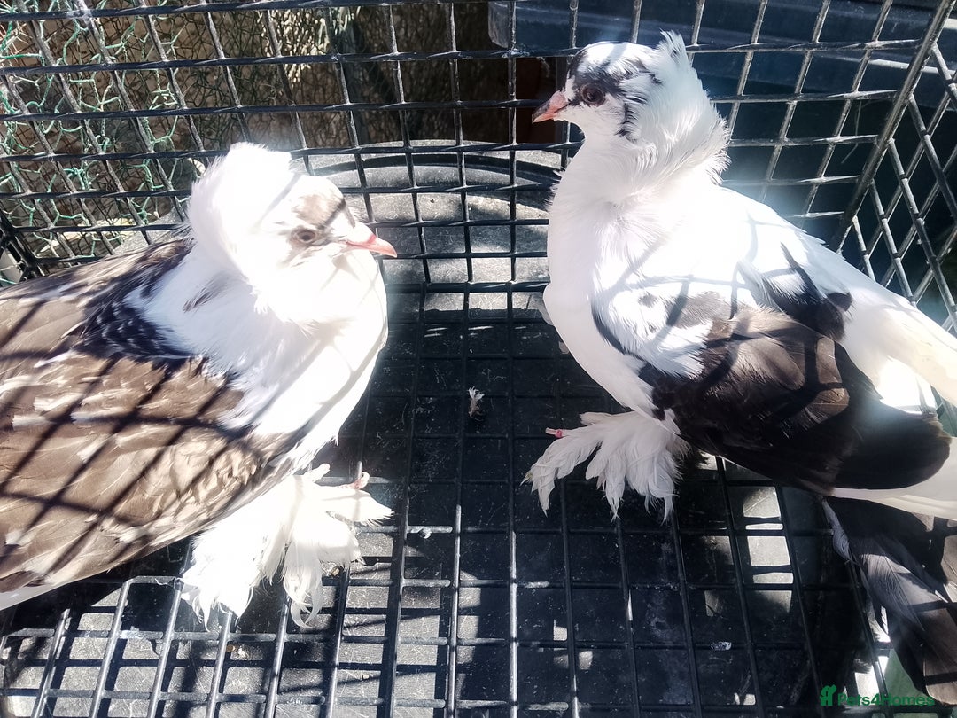 Pigeons birds for sale: Pigeon and chicken for sale - Image 18