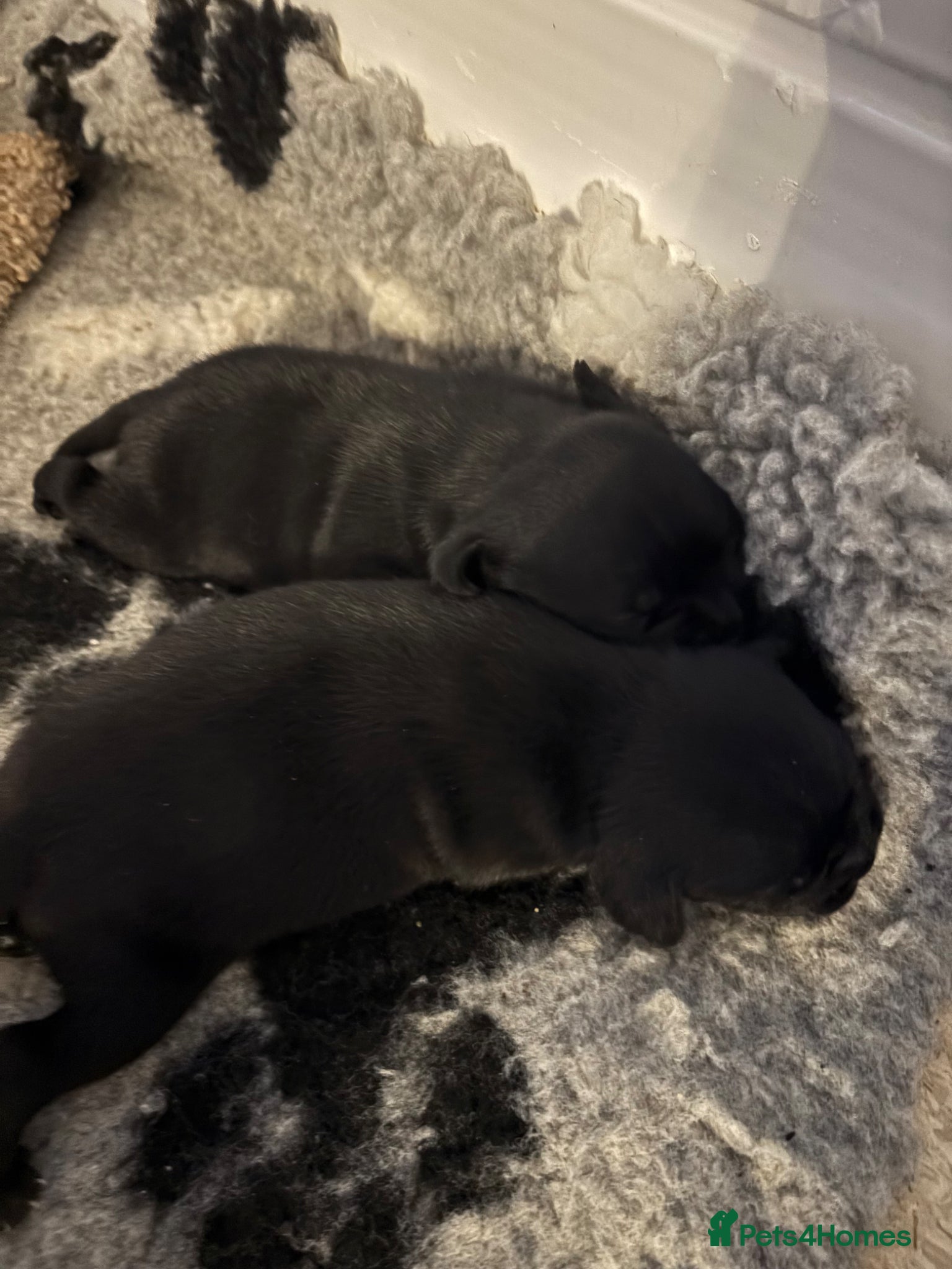 Staffordshire Bull Terrier dogs 2 pups left Solid black Kc staffy pups - Advert 2