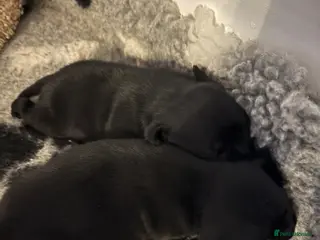 Staffordshire Bull Terrier dogs 2 pups left Solid black Kc staffy pups - Advert 2