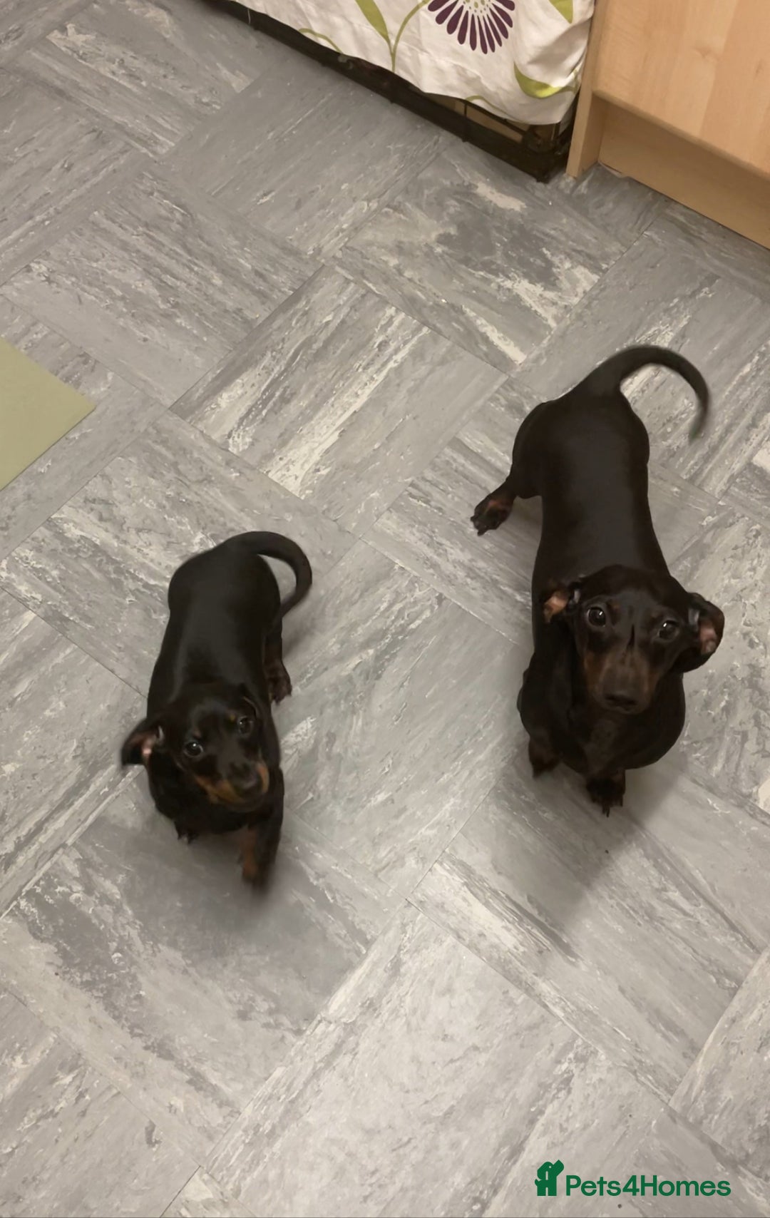 Miniature Dachshund dogs for sale: 10 week old Miniature Dachshund  - Advert 6