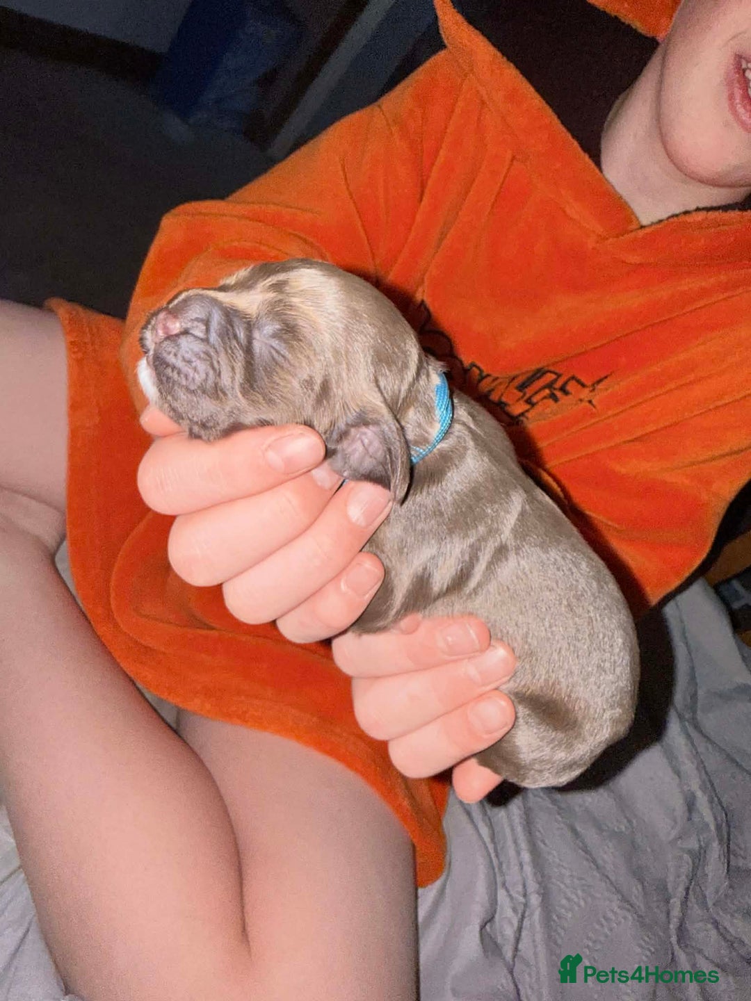 Sprocker dogs for sale: Sprocker Puppies for Sale, Mother Pure Bred Cocker - Advert 8