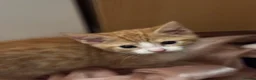 Mixed Breed cats for sale: The Most Adorable Kittens - Advert 27