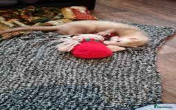 Ferret rodents for sale: Mia ferret - Image 7