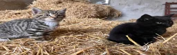 Mixed Breed cats for sale: 4 fun and inquisitive kittens - Advert 17