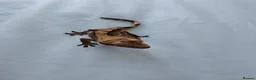Gecko reptiles for sale: Young male crested gecko  in Coulsdon - Advert 6
