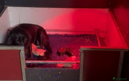 Labrador Retriever dogs for sale: Fully health tested puppies - Image 5