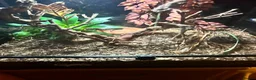 Gecko reptiles for sale: Juvenile gargoyle gecko with set up in Halifax - Advert 2