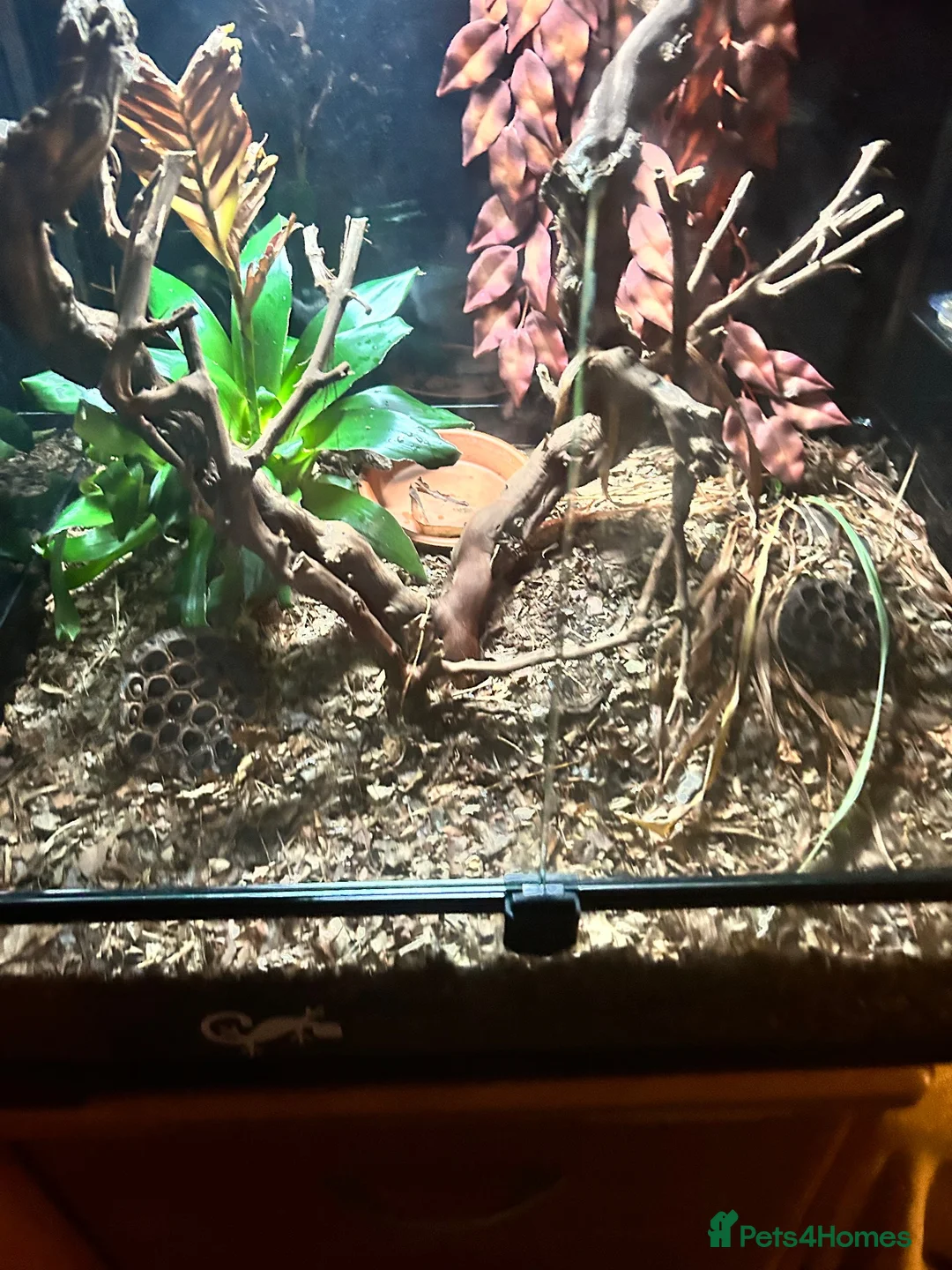 Gecko reptiles for sale: Juvenile gargoyle gecko with set up in Halifax - Advert 2
