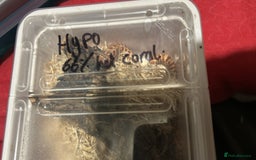 Snake reptiles for sale: Hognose hypo 66% het coral - Image 3