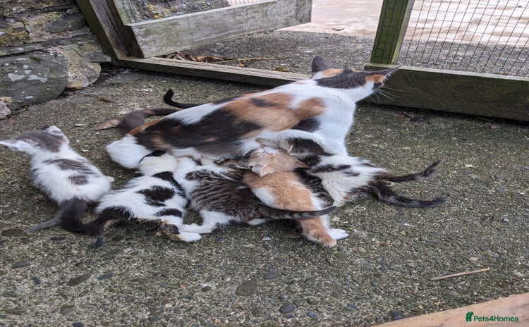 Mixed Breed cats - Advert 12