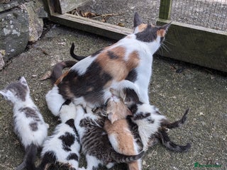 Mixed Breed cats - Advert 12