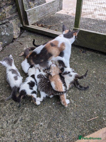 Mixed Breed cats - Advert 12