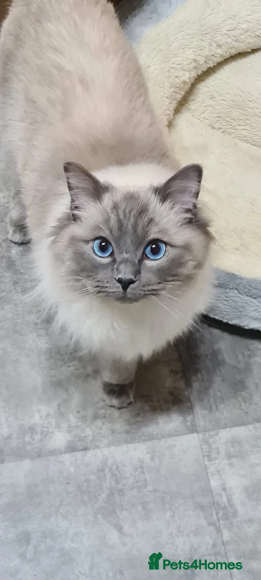 Ragdoll cats for sale: BEAUTIFUL FULL PEDIGREE RAGDOLL KITTENS - Advert 10