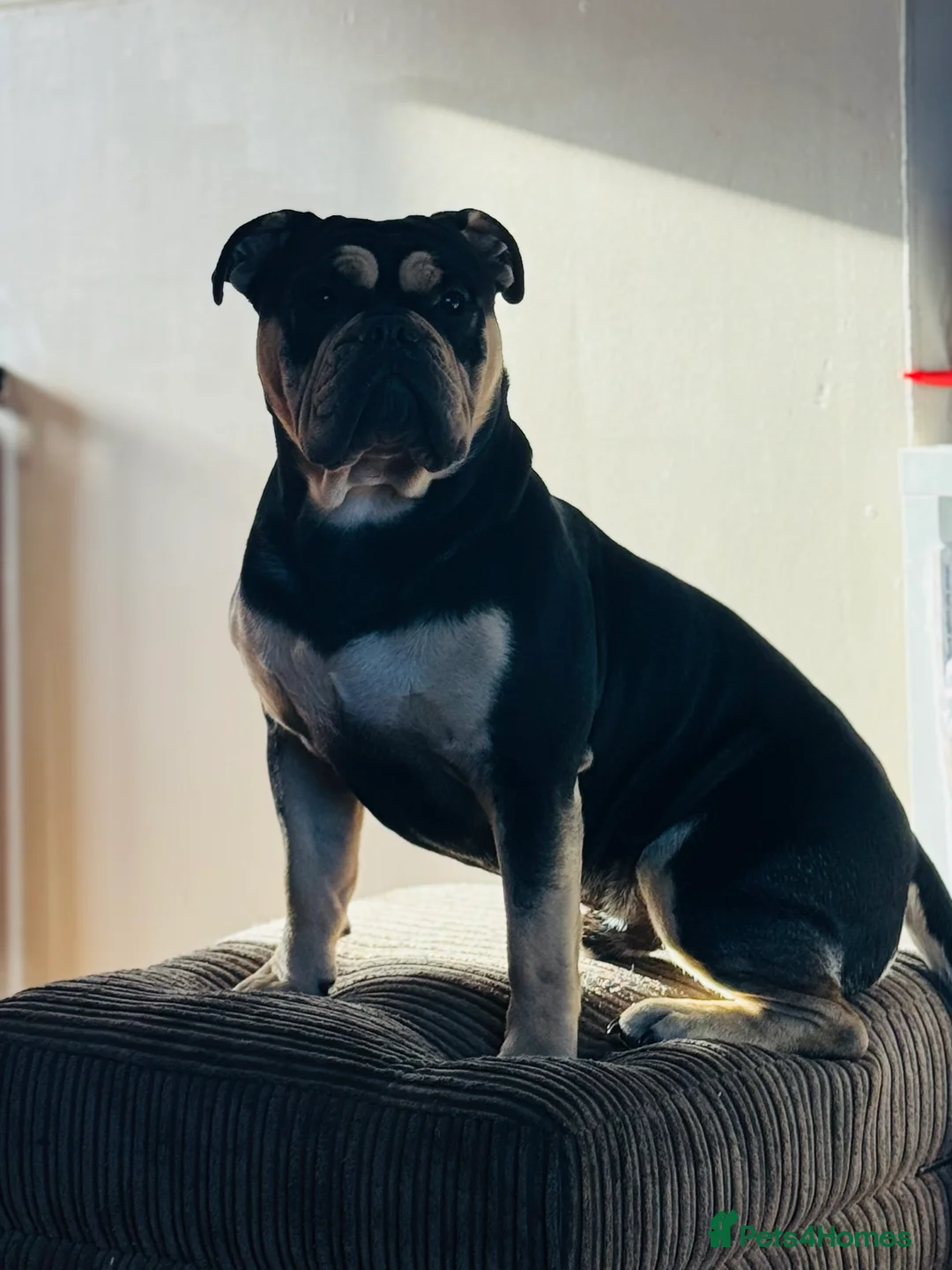 Old Tyme Bulldog dogs for sale: Old Tyme English Bulldog Puppies - Advert 6