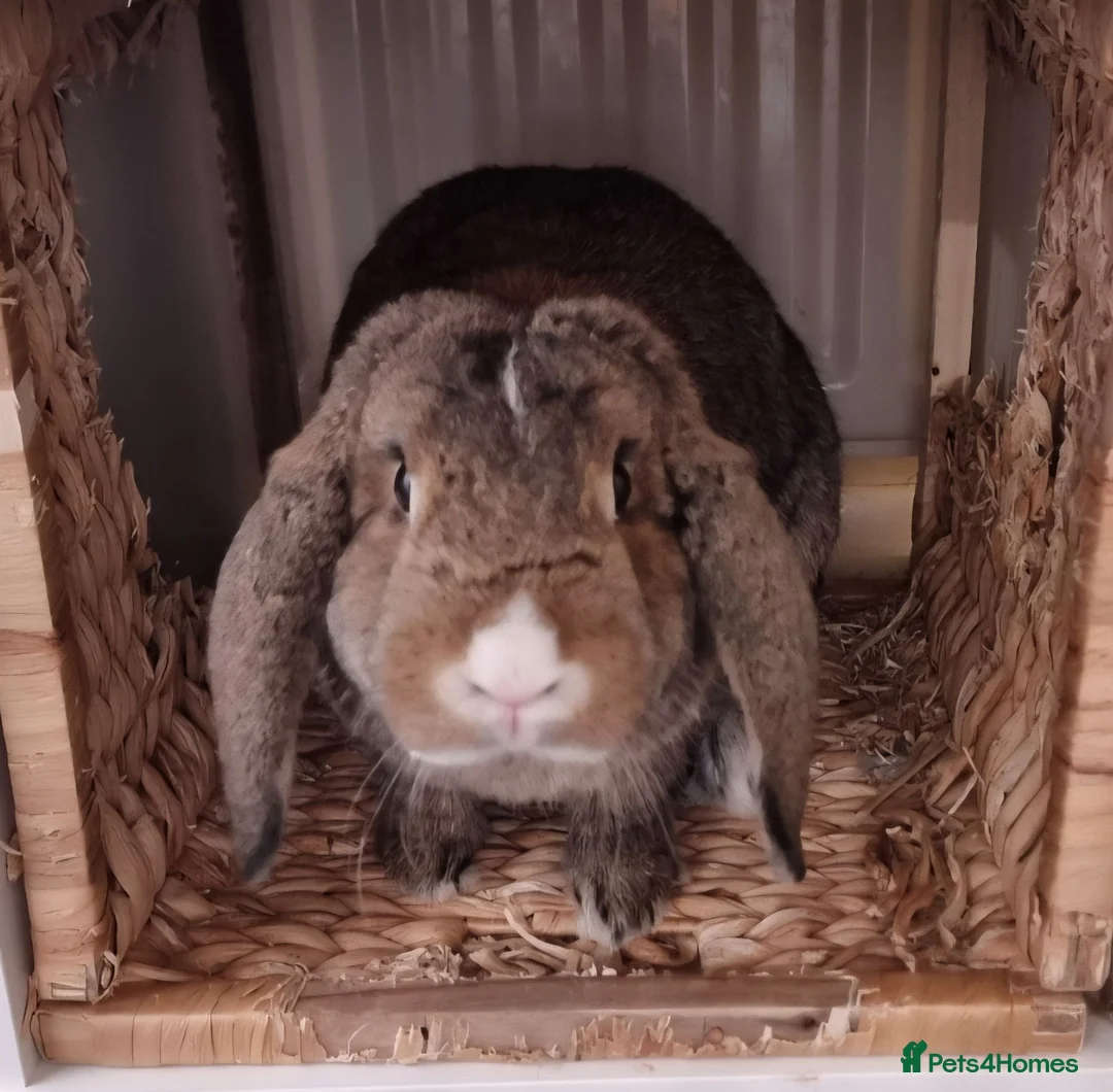 Mixed Breed rabbits for sale: Nugget in Oxford - Advert 5
