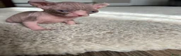 Sphynx cats for sale: 3 Girls left TICA Canadian Elf Sphynx  - Advert 28