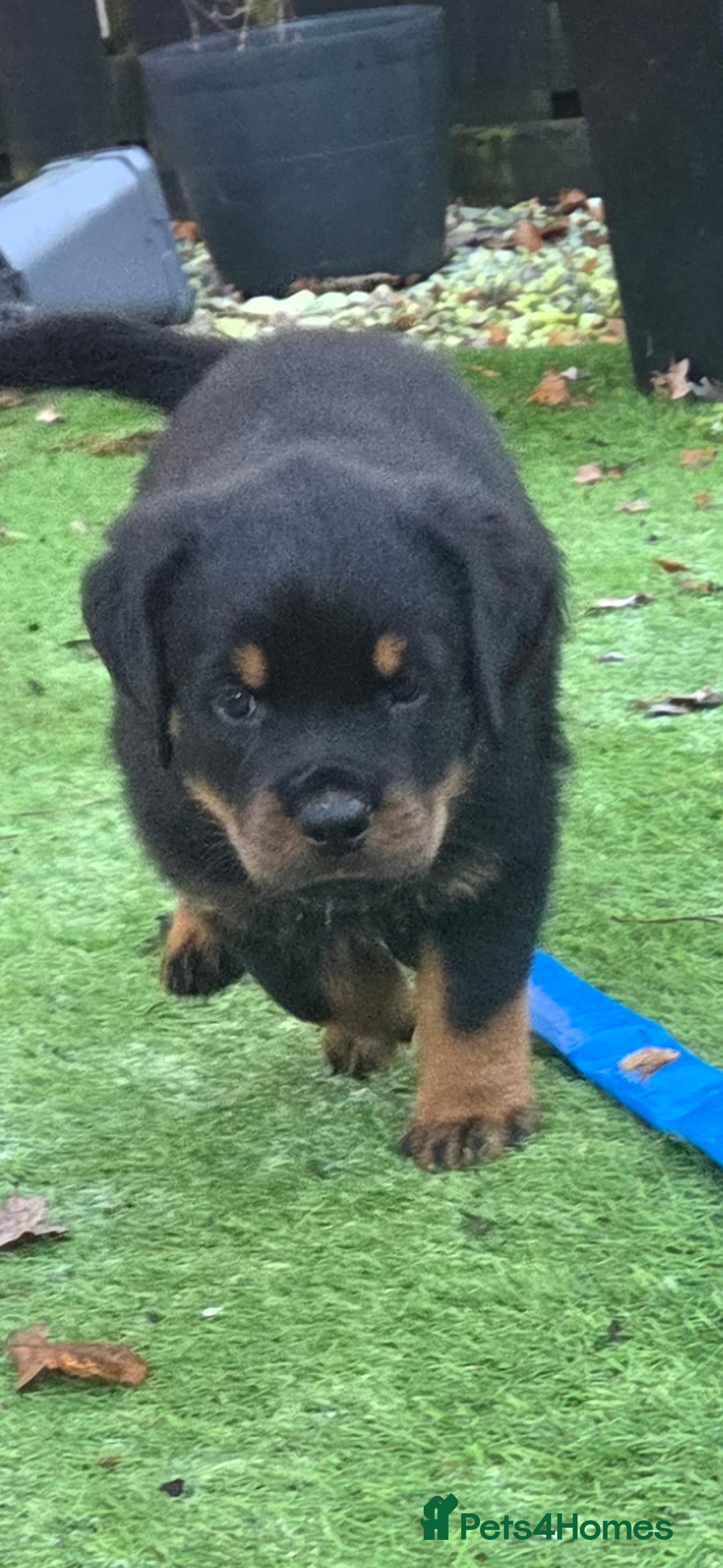 Rottweiler dogs for sale: ***Ready Now*** KC Registered Rottweiler Puppies - Advert 12