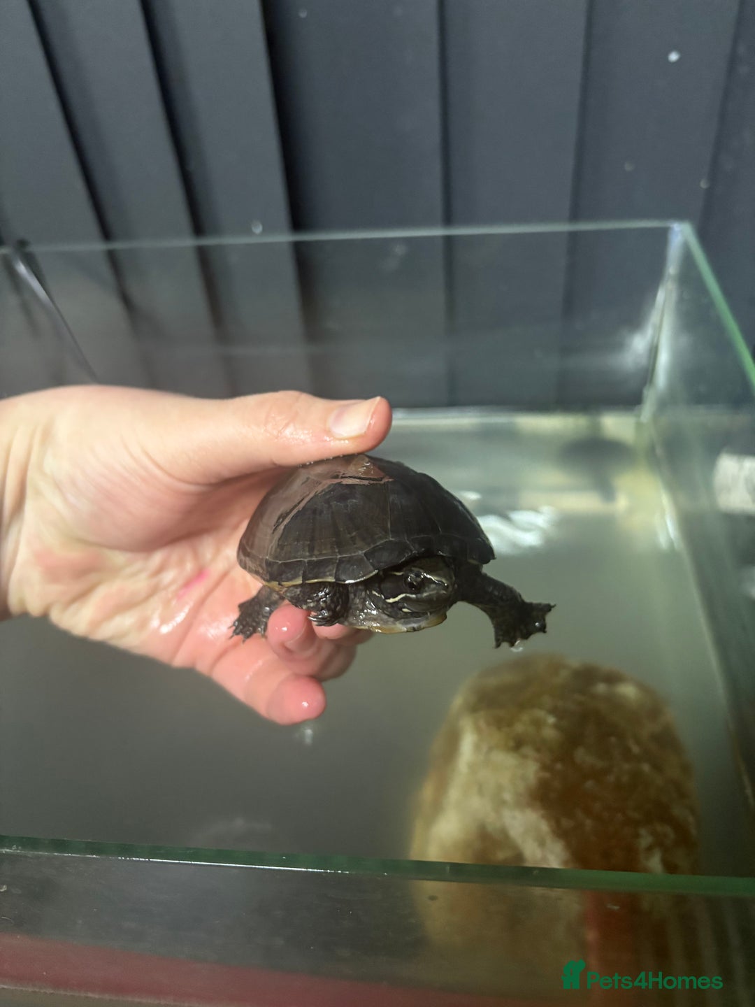 Turtle reptiles for sale: Musk Turtles and tank - Advert 1