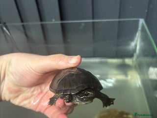 Turtle reptiles Musk Turtles and tank - Advert 2