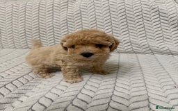 Mixed Breed dogs for sale: 🐾🐾 F1 Bb Maltipoo Puppies Boys and Girls 🐾🐾 - Image 13