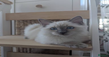 Ragdoll cats - Advert 11
