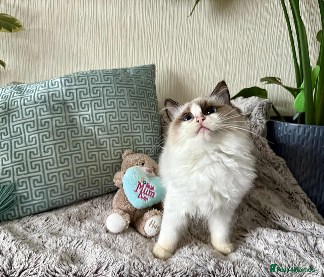Ragdoll cats for sale: 🐾 adorable ragdoll kittens for sale 🐾  - Advert 11