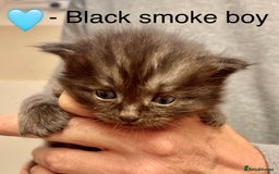 Siberian cats for sale: Hypoallergenic, fluffy, purebred healthy Siberians - Image 4