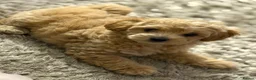 Maltipoo dogs for sale: Top class miniature maltipoo puppies in Clitheroe - Advert 7