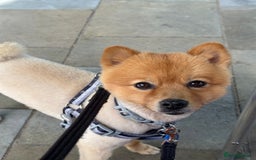 German Spitz dogs for stud: German Spitz Stud - Advert 7