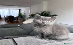 British Shorthair cats for sale: beautiful BSH girl (one girl left)  - Image 11